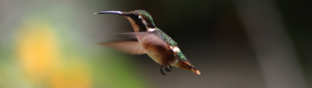 Sheppard & Co Limited