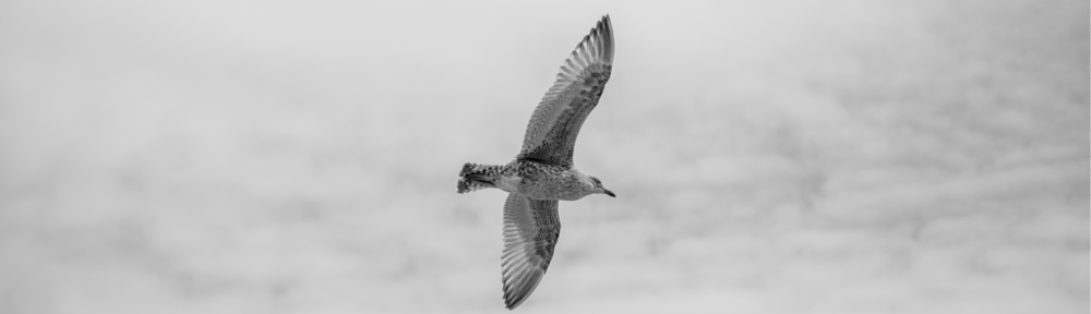 Sheppard & Co Limited